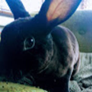 Meet your Posher, Summer